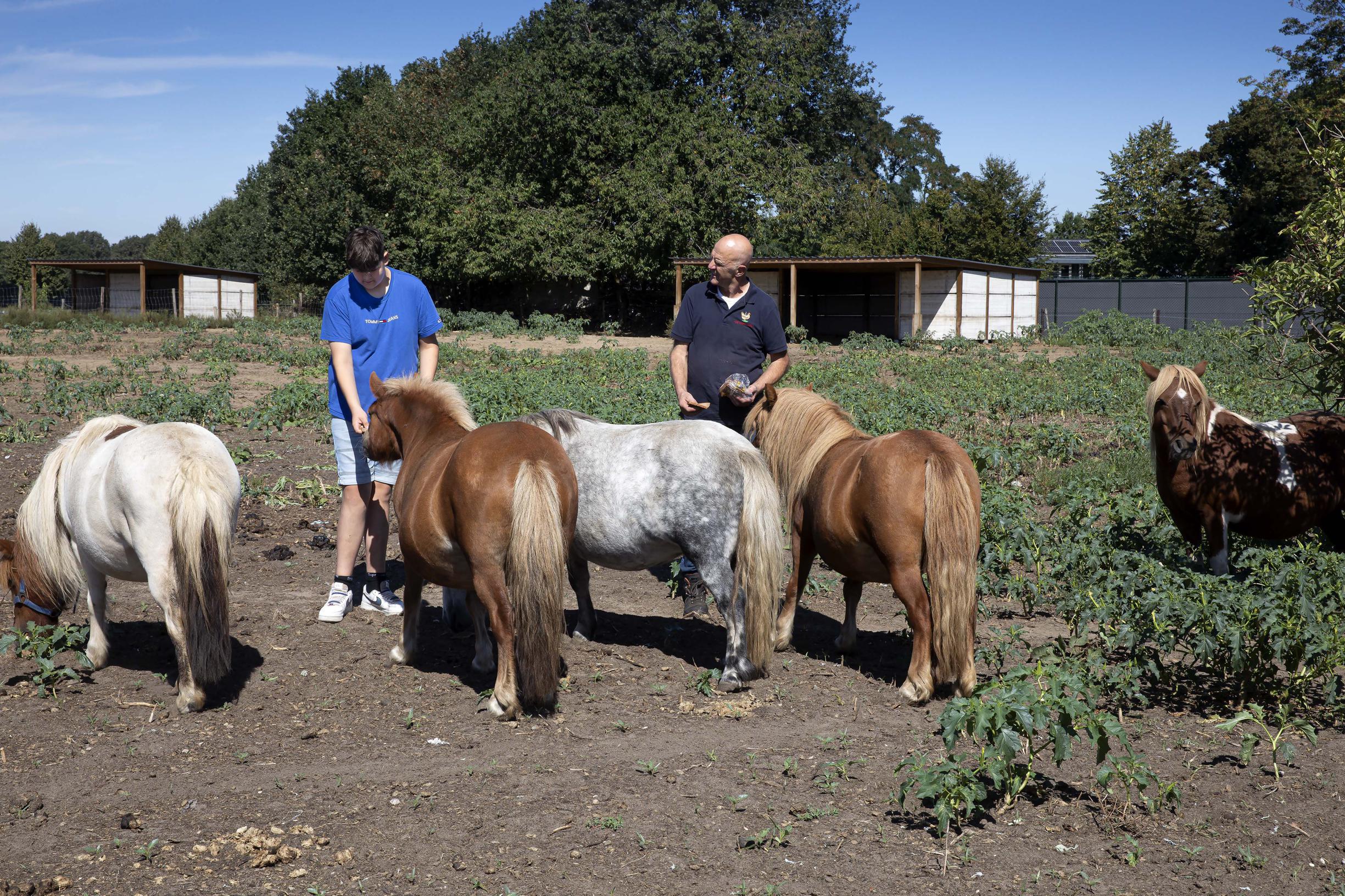 Ponyhouder zit klem: gemeente Roerdalen eist dat stallen verdwijnen die hij van de dierenbescherming